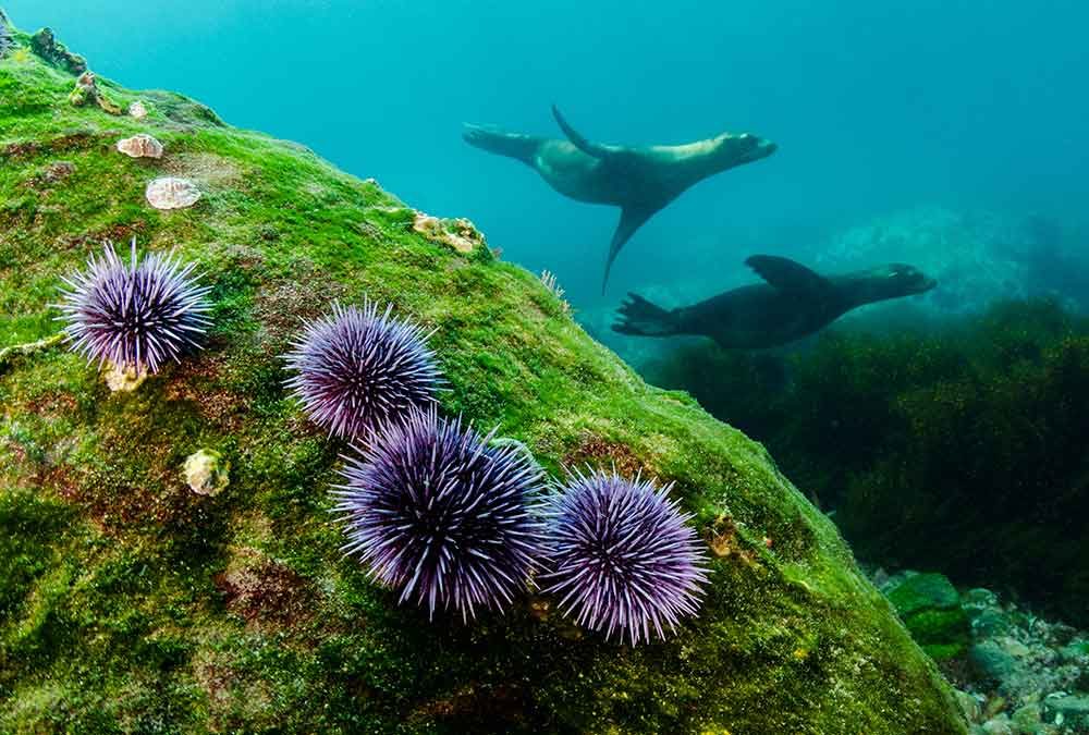 Underwater marine life