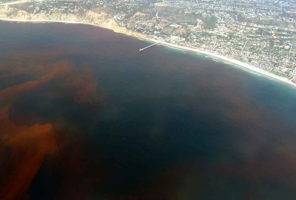 Red Tide