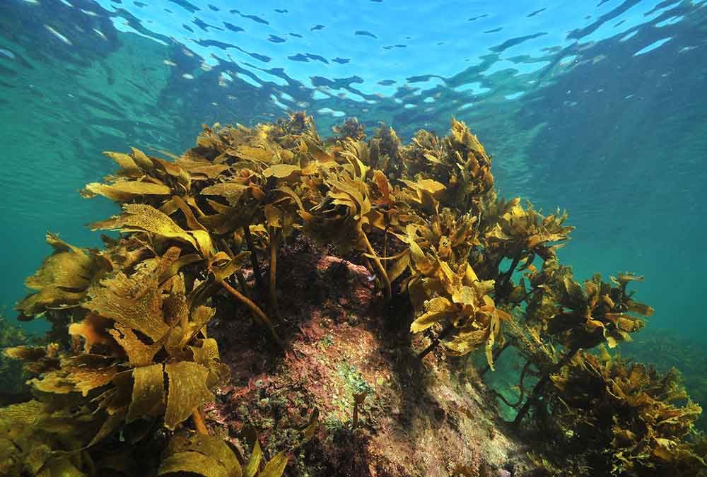 Kelp on submerged rocks