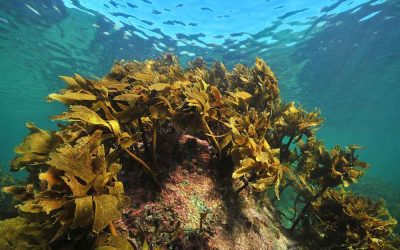 Submerged Rocks and Reef